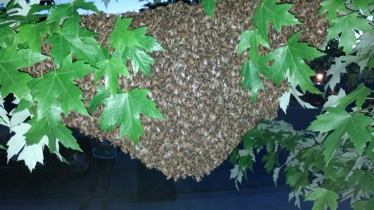 A swarm of bees in a tree.